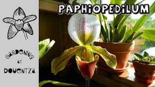 Paphiopedilum  what has worked for me [upl. by Suki639]