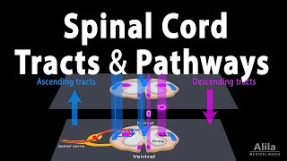 Spinal Cord Anatomy Spinal Tracts amp Pathways Somatic Reflexes Animation [upl. by Naoj]