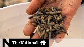 How farmers are breeding flies in order to become wastefree  The Fix [upl. by Castor512]