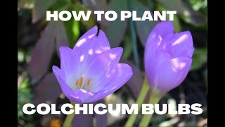 How to Plant Colchicum Bulbs [upl. by Pettit]