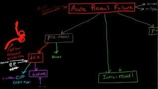 Pathophysiology of Acute Renal Failure [upl. by Brent]