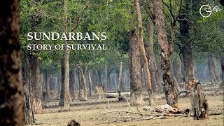 Sundarbans  Story of Survival by Green Explore Society HD 720p [upl. by Tuchman489]