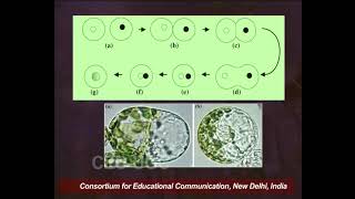 Plant Tissue Culture  XII Protoplast Culture II [upl. by Airotel23]