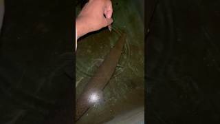 Tiger Fish Diya Aaj Copper Ko alligatorgarfish monsterfish tigerfish nature shorts [upl. by Ellery237]