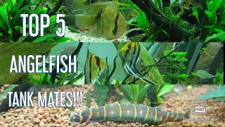 Top 5 Angelfish tank mates [upl. by Soilisav]