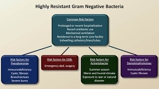 Antibiotics for Gram Negative Infections Antibiotics  Lecture 5 [upl. by Neelloc284]