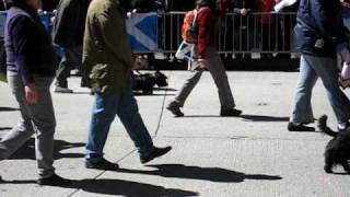 Westies and Scotties at the Tartan Day Parade NYC April 10 2010 [upl. by Keynes]