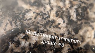 Monomorium minimum update 3 [upl. by Belinda]