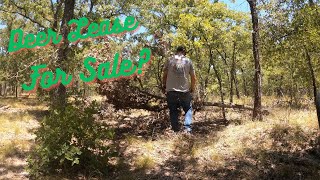 Deer Lease for Sale Getting ready for the 2023 Hunting season 4K [upl. by Gunning455]