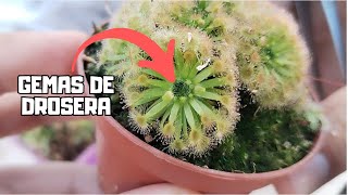 REPRODUCE DROSERAS  Aprende a cultivar gemas [upl. by Yatzeck]