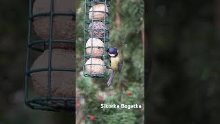 Sikorka bogatka Bogatka Parus major nature birds birdsounds [upl. by Adabel100]