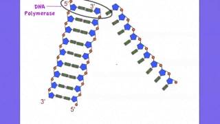 27 The roles of Helicase and DNA polymerase in DNA replication [upl. by Isman]