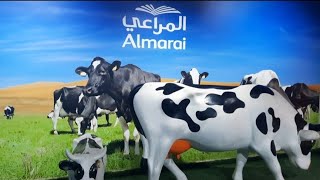 Almarai  Saudi Arabias no1 milk products company visit [upl. by Ainoet]