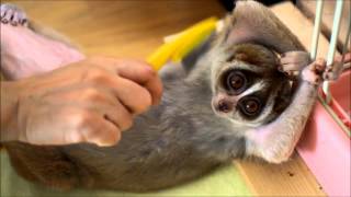 Brushing cute Slow Loris [upl. by Ajuna]