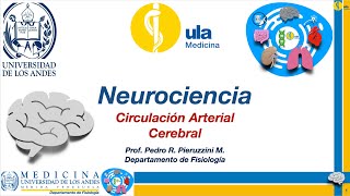 Circulación arterial cerebral [upl. by Uolymme532]