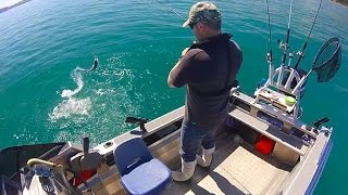 Wellington Boat Fishing  New Zealand Gurnard fun in the sun [upl. by Anitsugua]