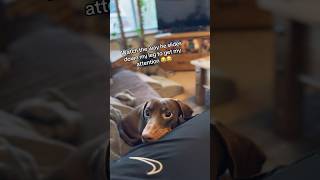 Attention Seeking Sausage Dog [upl. by Wilber]