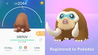 PERFECT IV MAMOSWINE  POKEMON GO [upl. by Mulry]