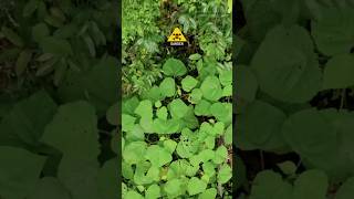 Never touch this plant gympie gympie 🧐 viralvideo shortsvideo shortsfeed plants [upl. by Ayle244]