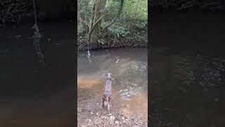 Dog diving into the river Lola the Bedlington Whippet doglover [upl. by Ainot]