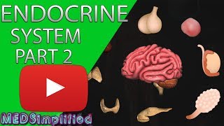 Human Endocrine System Made simple PART 2 [upl. by Ulda700]