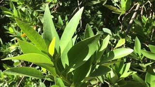 California Bay Laurel  Umbellularia californica  Part 1 [upl. by Ayrad941]