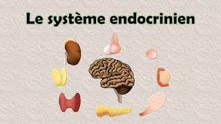 Biochimie  le Système Endocrinien [upl. by Mccandless]