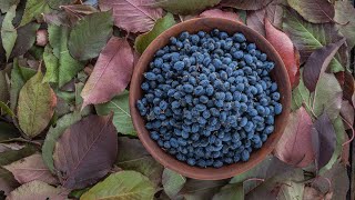 Foraging and Cooking with Nannyberries Viburnum lentago [upl. by Aivatco]