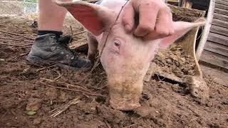 INCROYABLE  Le cochon me nettoie les godets de la liebherr [upl. by Dinnie]