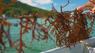 Agro Saúde e Cooperação  Aquicultura e Pesca [upl. by Enailuj]