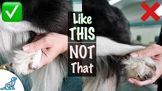 How To Clip Dogs Back Nails  Professional Dog Training Tips [upl. by Pirri313]