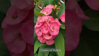 beautiful crown of thorns  christ plant [upl. by Ydnak]