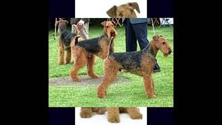 AIREDALE TERRIER DOG  dogbreed [upl. by Dorelle421]