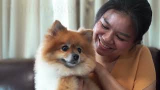 Adorable Moments with Pomeranians in the Family [upl. by Philo]