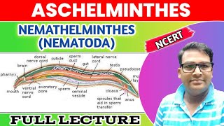 Aschelminthes  Nemathelminthes  Nematoda one shot lecture  Animal Kingdom Phylum Nematoda [upl. by Stralka]