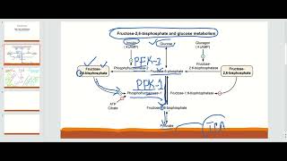 Fructose 26 Bisphosphate controls GluconeogenesisGlycolysis [upl. by Luapsemaj20]