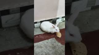 Rabbit 🐇🐰 animal video animal funnyanimal funny funnyvideo funnyshorts shortvideo [upl. by Arihsa]