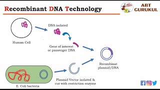 What is Recombinant DNA Technology Full Animation  rDNA Technology  Genetic Engineering [upl. by Tnahsin]