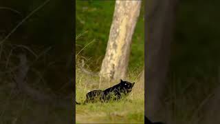 black leopard in Nagarhole National Park Karnatakawildlife leopard shorts shortvideo tranding [upl. by Yddur704]