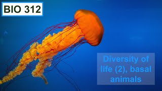 Diversity of life 2 basal animals porifera ctenophora and cnidaria [upl. by Dov]