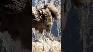 🇵🇪Peru🇵🇪 Andean Condors near Colca Valley travel andeancondors condor condors peru [upl. by Mil]