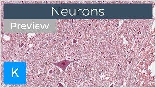 Neurons types definition and function preview  Human Histology  Kenhub [upl. by Harrad123]