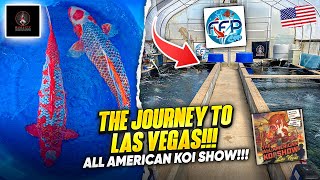 THE JOURNEY TO LAS VEGAS ALL AMERICAN KOI SHOW [upl. by Alios128]