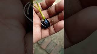 My lotus seeds development after 14 days gardening howtogrowlotusathome garden lotus [upl. by Nysila]