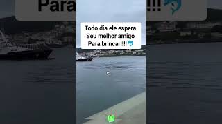 A linda amizade entre o cãozinho e o golfinho 🐬 [upl. by Bray]