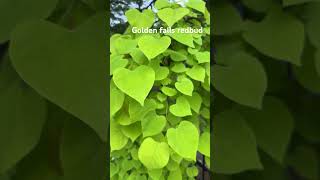 Cercis canadensis Golden Falls redbud [upl. by Pallas]