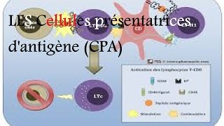 LES Cellules présentatrices de lantigène CPA [upl. by Janos83]