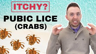 Crabs STD Pubic Lice  Symptoms amp Treatment Of Pubic Lice [upl. by Demeter808]