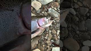 Steelhead Fishing creekfishing steelhead erie fall steelheadfishing shorts viral [upl. by Mozes]