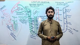 L11 LOOP OF HENLE Physiology of nephron  Excretion [upl. by Evannia]